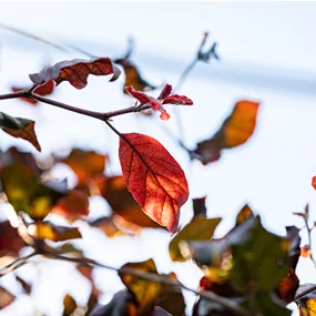 Fagus sylvatica Atropunicea