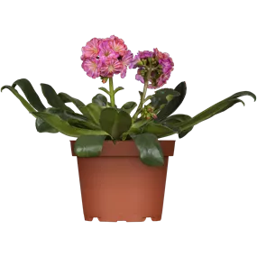 Lewisia cotyledon