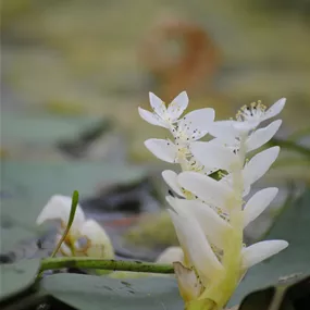 Aponogeton Distachyos