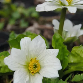 Caltha palustris Alba