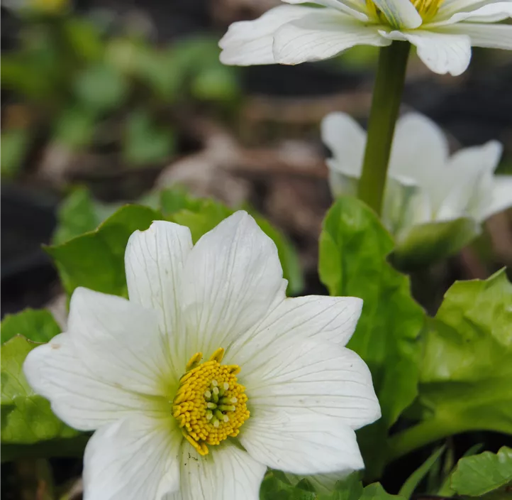 Weißblühende Sumpf-Dotterblume