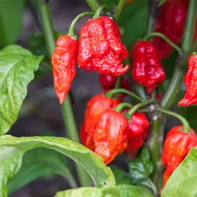 Capsicum annuum Carolina Reaper