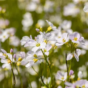 Cardamine pratensis