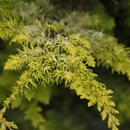 Chamaecyparis obtusa Fernspray Gold