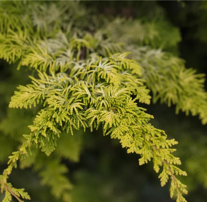 Scheinzypresse 'Fernspray Gold'