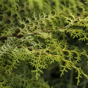 Chamaecyparis obtusa 'Lucas'