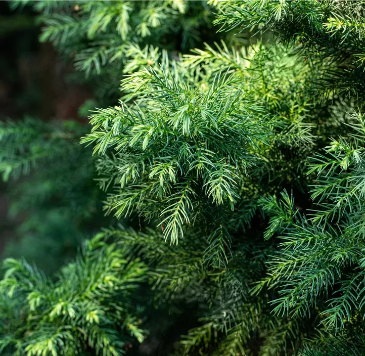 Japanische Sicheltanne 'Vilmorin Gold'