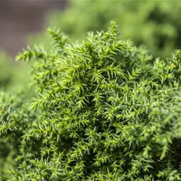 Cryptomeria japonica 'Yokohama'