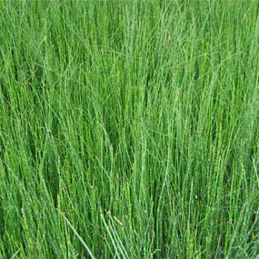 Equisetum scirpoides