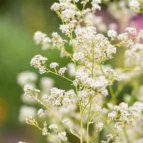 Filipendula ulmaria