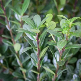 Ilex crenata Robustico Busch 6er Pack