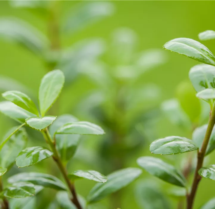 Ilex crenata Robustico Busch 6er Pack, Stechpalme 'Robustico' - Bellaflora