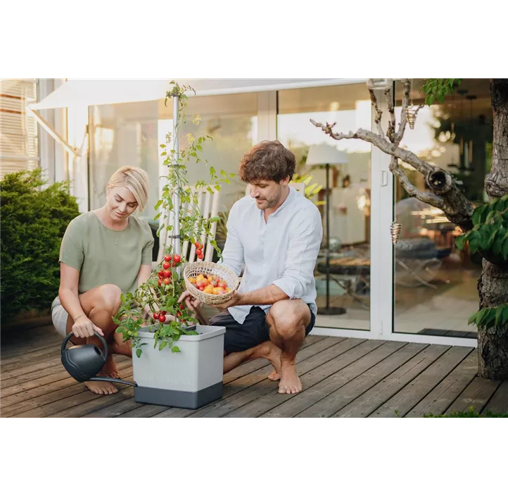 Tom Tomato Tomatenkultur mit Rankstange und Wasserspeicher