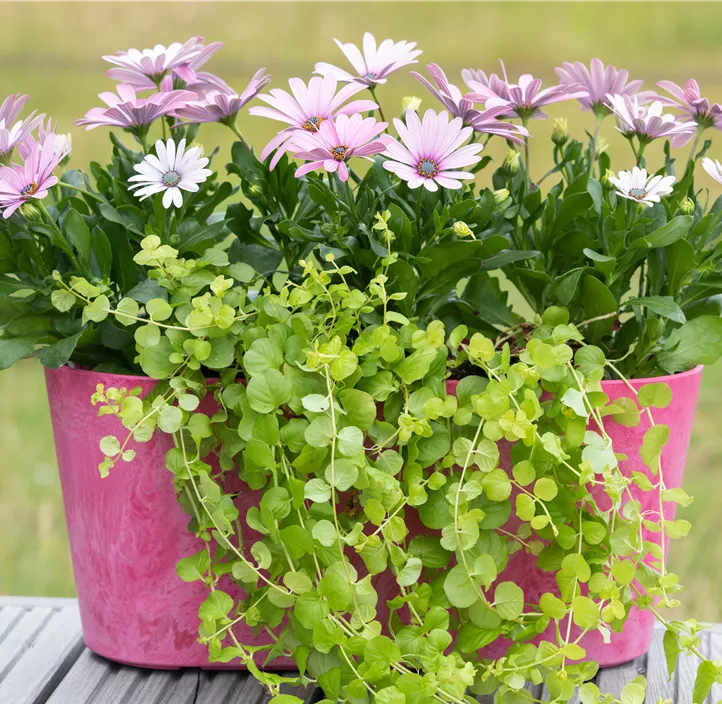 Gelblaubiges Garten-Pfennigkraut 'Aurea'