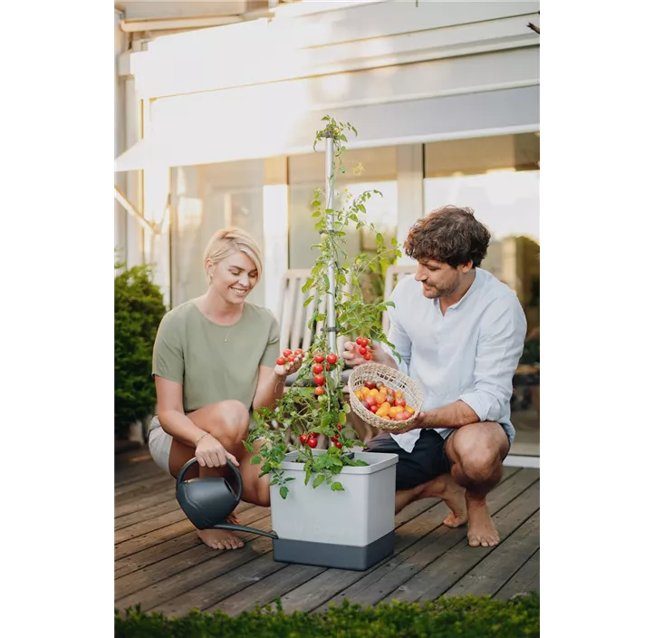 Tom Tomato Tomatenkultur mit Rankstange und Wasserspeicher