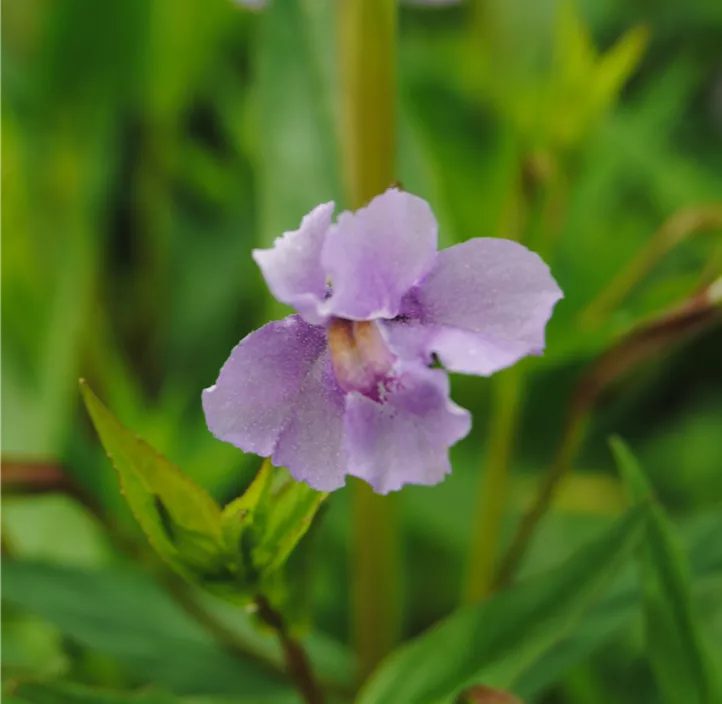 Offene Gauklerblume