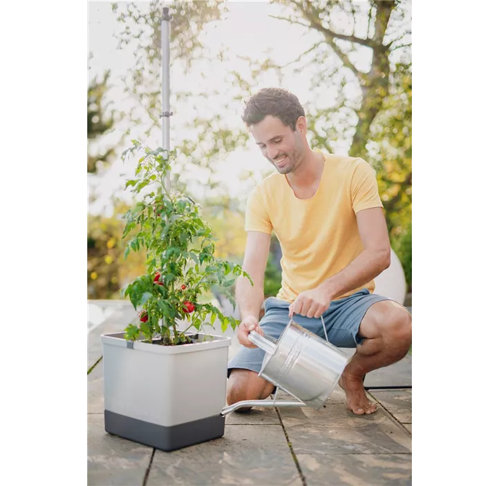 Tom Tomato Tomatenkultur mit Rankstange und Wasserspeicher