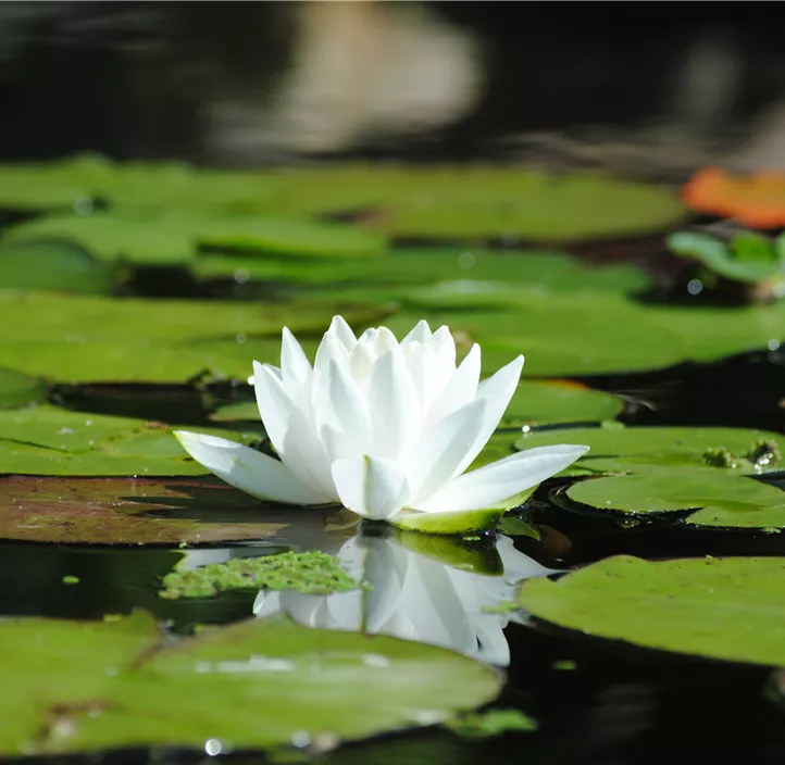 Weißblühende Seerose