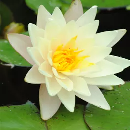 Nymphaea Marliacea Albida