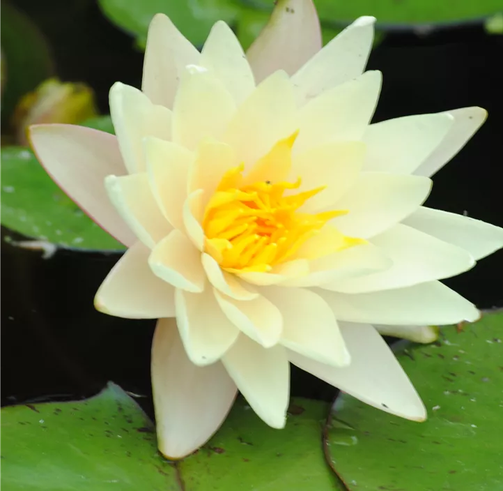 Garten-Seerose 'Marliacea Albida'