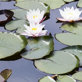 Nymphaea 'Alba'