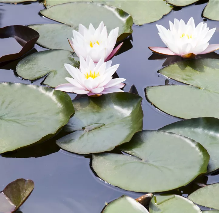 Weißblühende Seerose