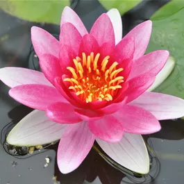 Nymphaea Attraction, 11 cm