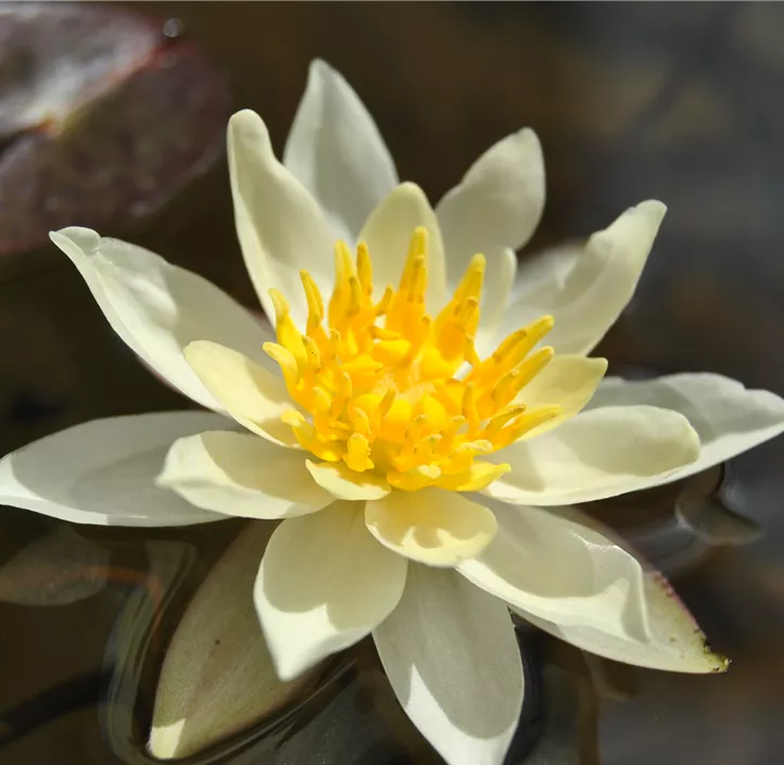 Garten-Seerose 'Marliacea Chromatella'