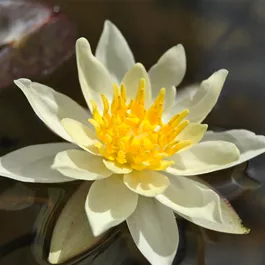 Nymphaea Marliacea Chromatella