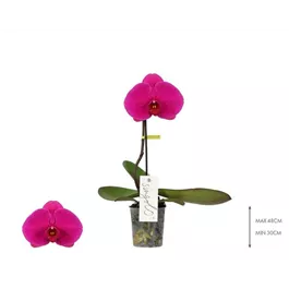 Phalaenopsis Singolo Shima