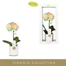 Phalenopsis Singolo Arto Limited '24