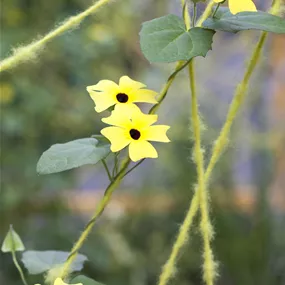 Thunbergia alata Pyramide