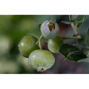 Vaccinium corymbosum Brigitta Blue