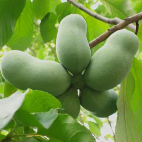 Asimina triloba - PawPaw