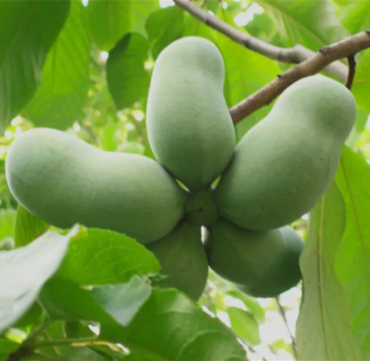 Indianerbanane PawPaw