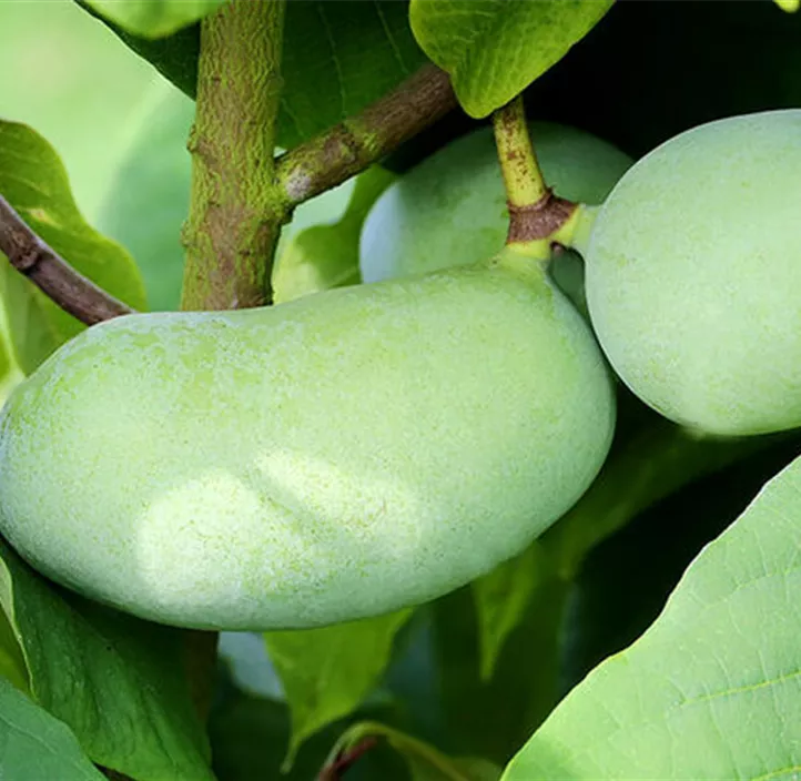 Indianerbanane PawPaw