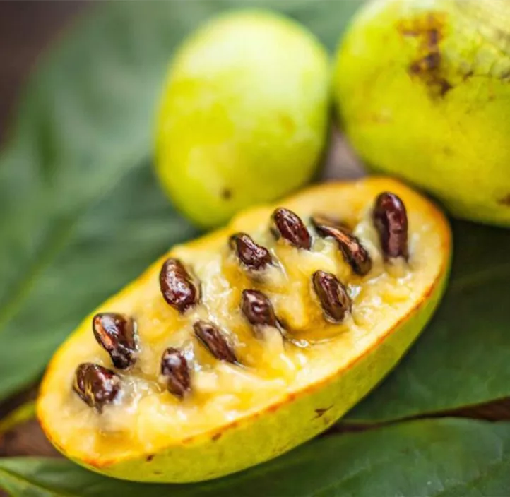 Indianerbanane PawPaw