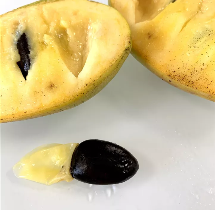 Indianerbanane PawPaw