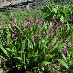 Bletilla Mix