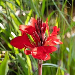 Canna red