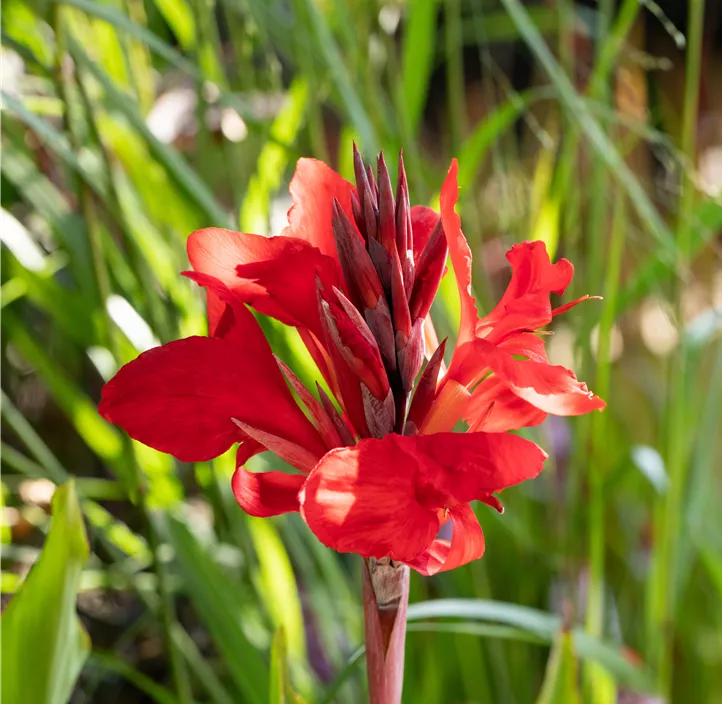 Indisches Blumenrohr 'Red King Humbert'