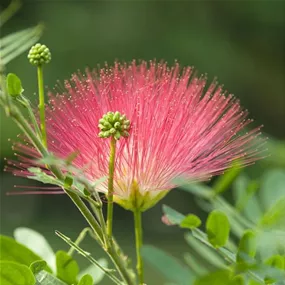 Calliandra surinamensis 'Dixie Pink'