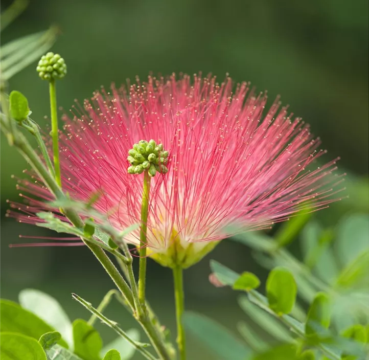 Rosa Puderquastenstrauch