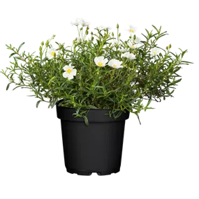 Cistus incanus Heilkräuter Potburri