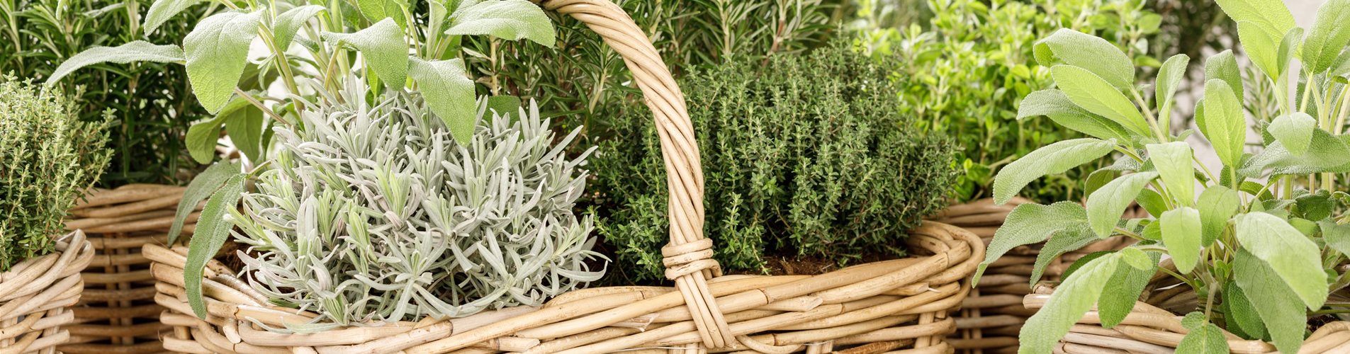 GS531504_Kräuter_ GS531504_Kräuter_