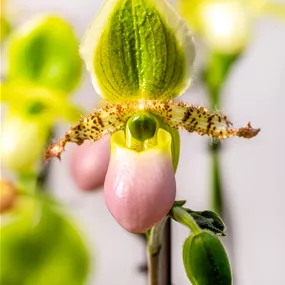 Paphiopedilum Pinocchio