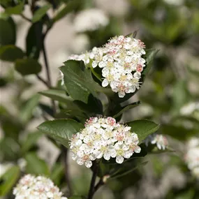 Aronia melanocarpa Fruchtsorte