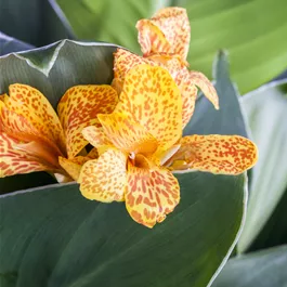 Canna indica Hybride