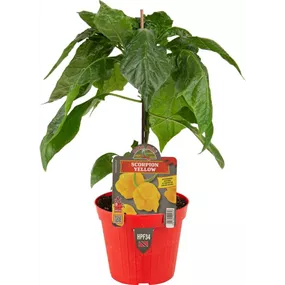 Capsicum annuum gelber Scorpion