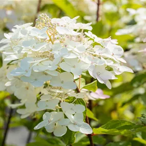 Hydrangea Hy-pe Unique